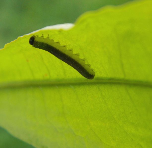 Larva di probabile Tenthredinidae